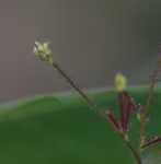 American smoketree